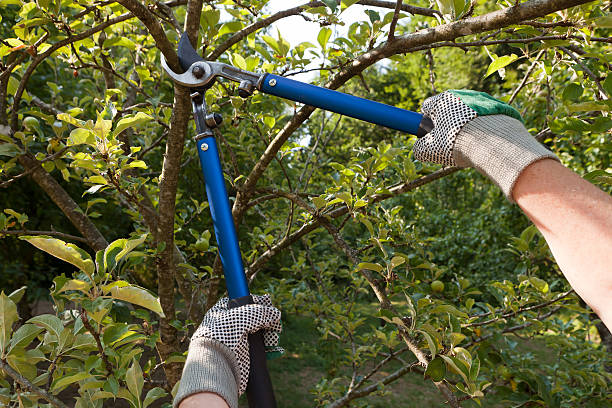 Best Tree Pruning Service Wilmington DE