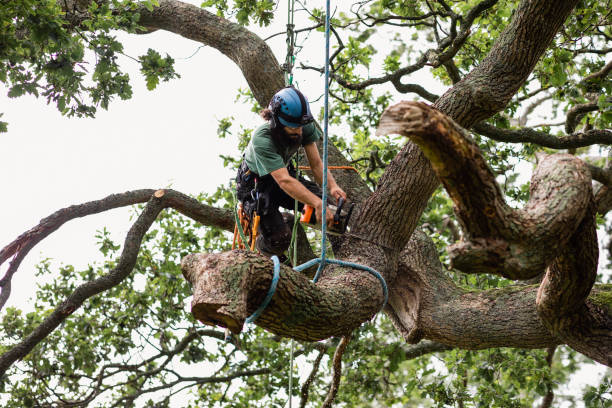 Professional Tree Removal Wilmington DE