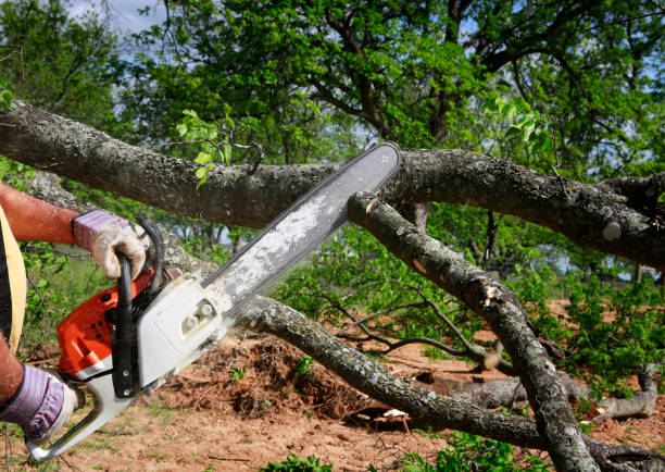 Quality Tree Services Wilmington DE